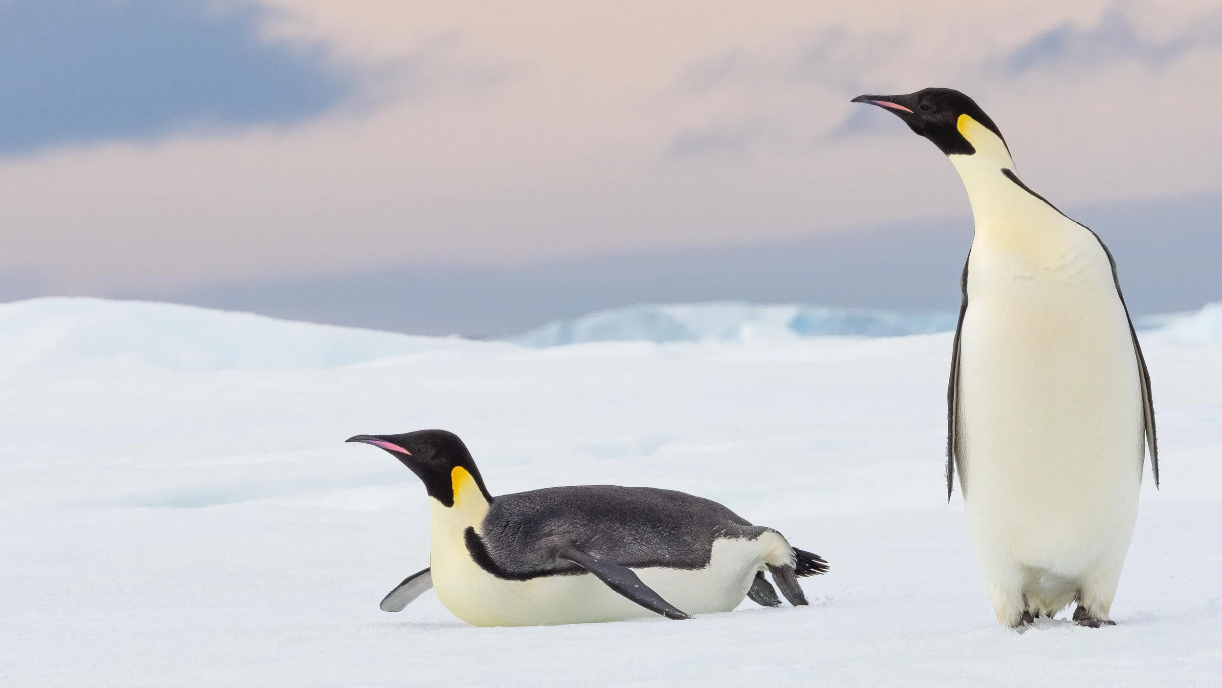 Emperor Penguins in Antarctica — Adam Maire Photography